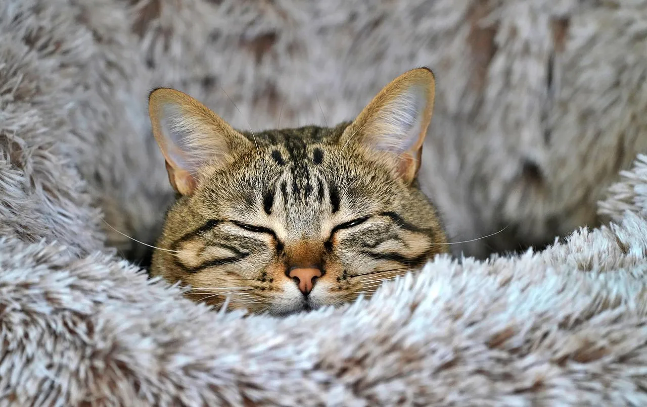 Cute Tabby Kitten Sleeping Comfortably in Soft Blanket
