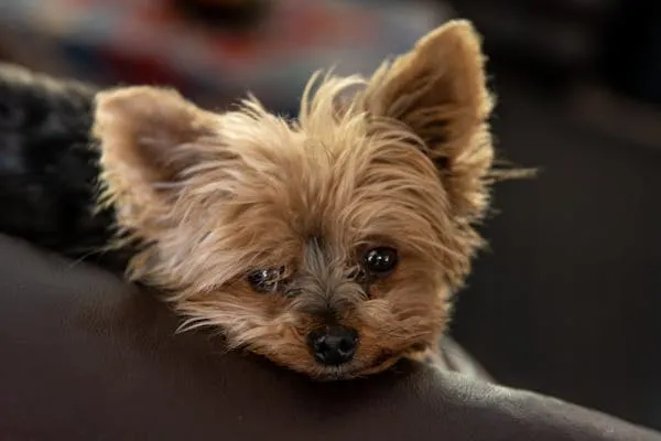 Cute Tiny Dog Resting its Head on a Warm Surface Wallpaper