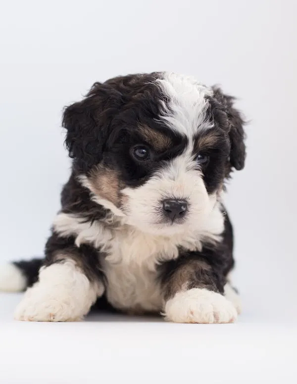 Cute Tricolour Puppy Lying Down on a White Surface Wallpaper