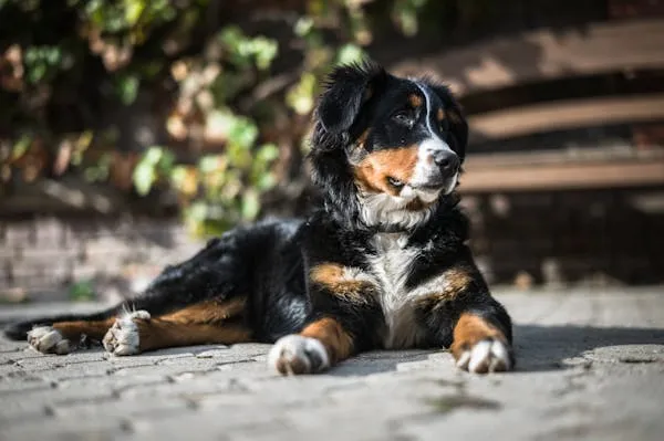 Cute Tricolour Puppy Lying Near Bench in Sunlight Image