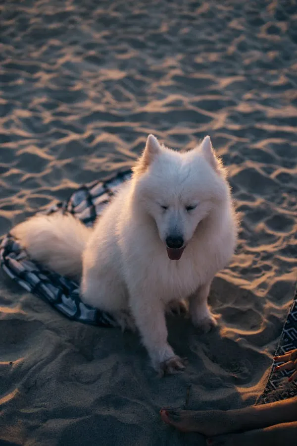 Cute White Dog Resting on Sand in Evening Light Wallpaper