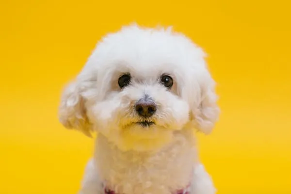 Cute White Fluffy Dog Posing on a Bright Yellow Background