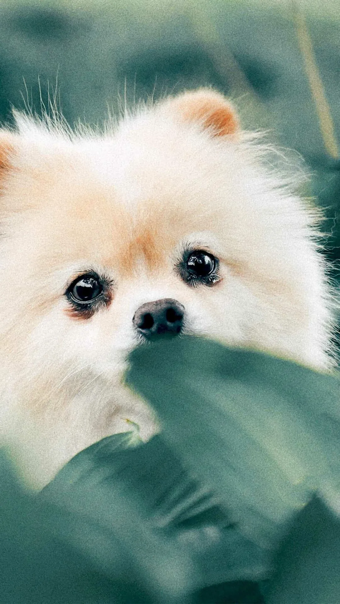 Cute White Fluffy Puppy Peeking Through Green Leaves Images