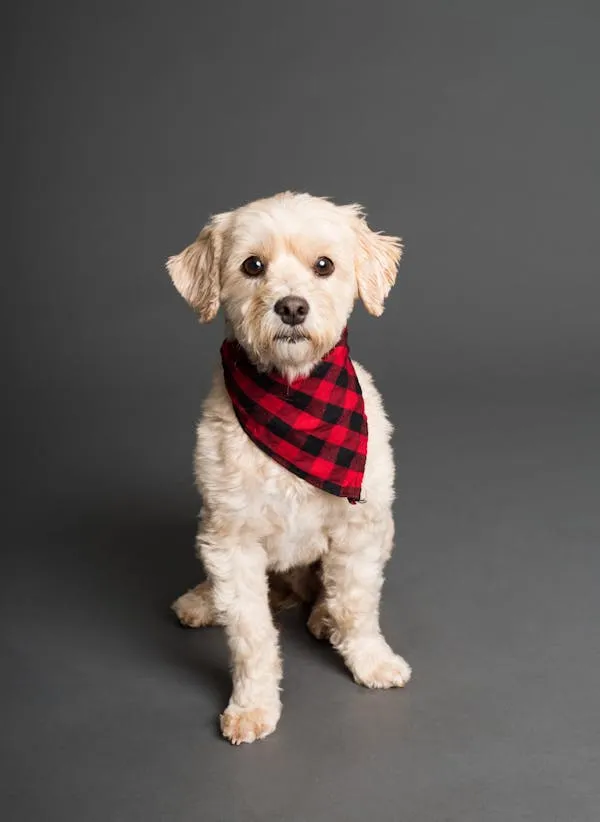 Cute White Puppy Posing in Red Scarf Against Gray Backdrop