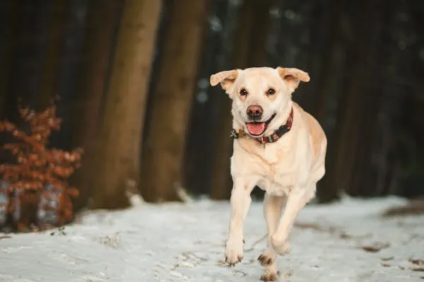 Cute White Puppy Running Through Snowy Forest Wallpaper