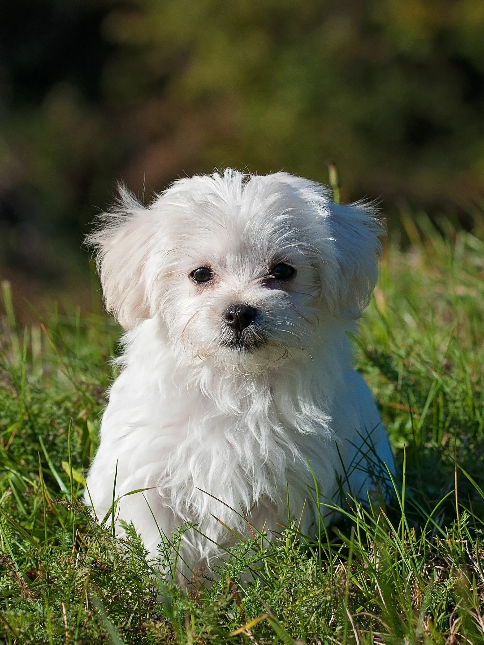 Cute White Puppy Sitting on the Green Grass Field Wallpaper