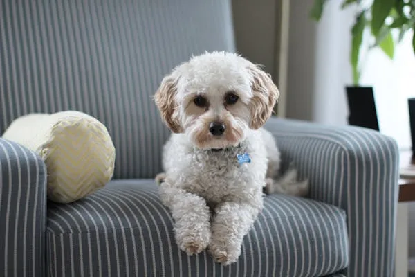 Cute White Puppy Sitting Politely on Striped Gray Armchair
