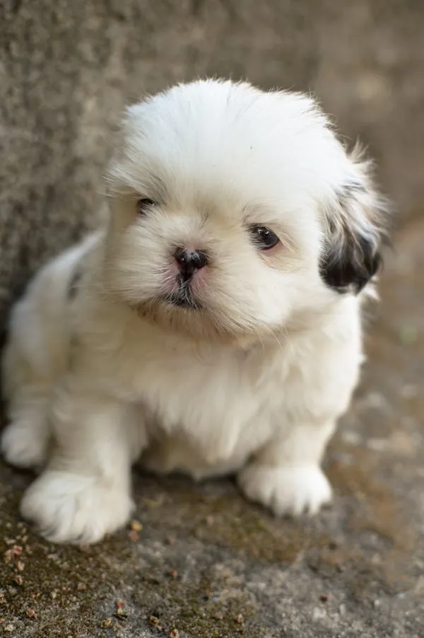Cute White Puppy with Black Spots Standing on Concrete Floor