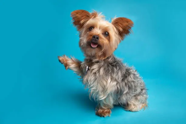 Cute Yorkshire Terrier Puppy Posing in Front Of Blue Wall