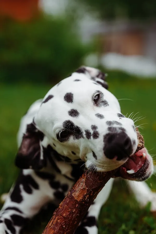 Dalmatian Dog Chewing a Large Stick Outside Free Wallpaper