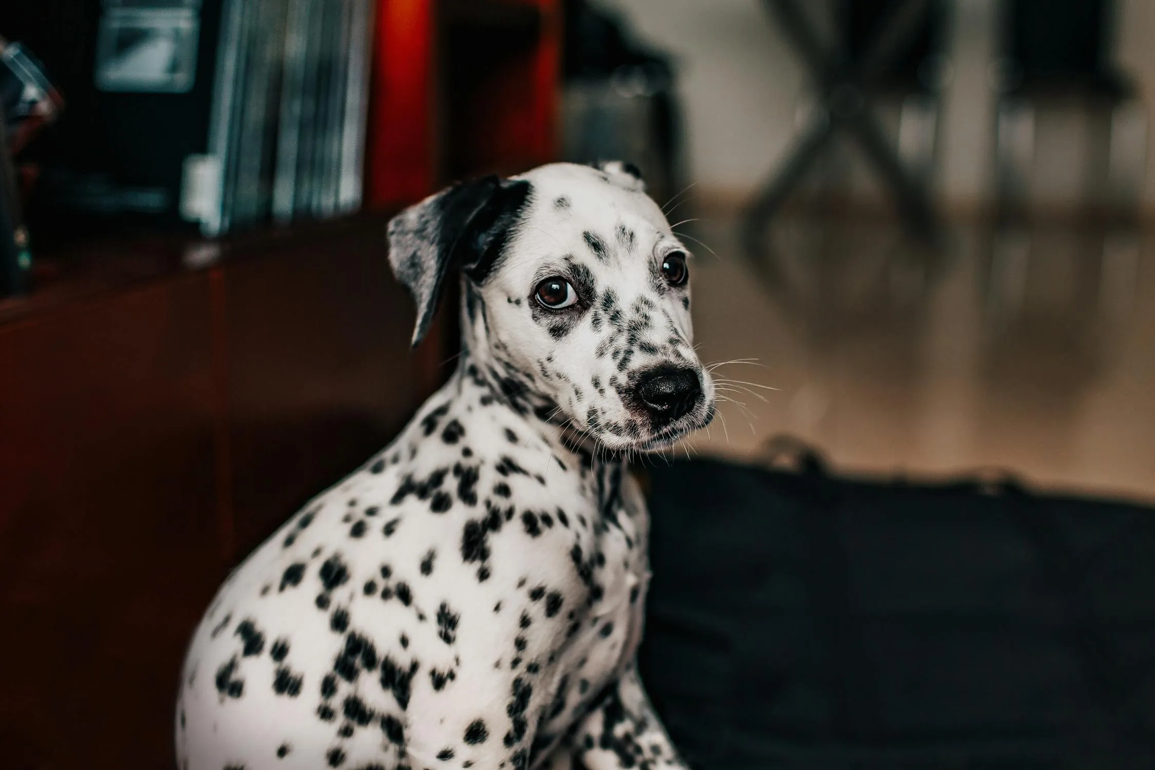 Dalmatian Puppy Sitting and Looking Off To the Side Image