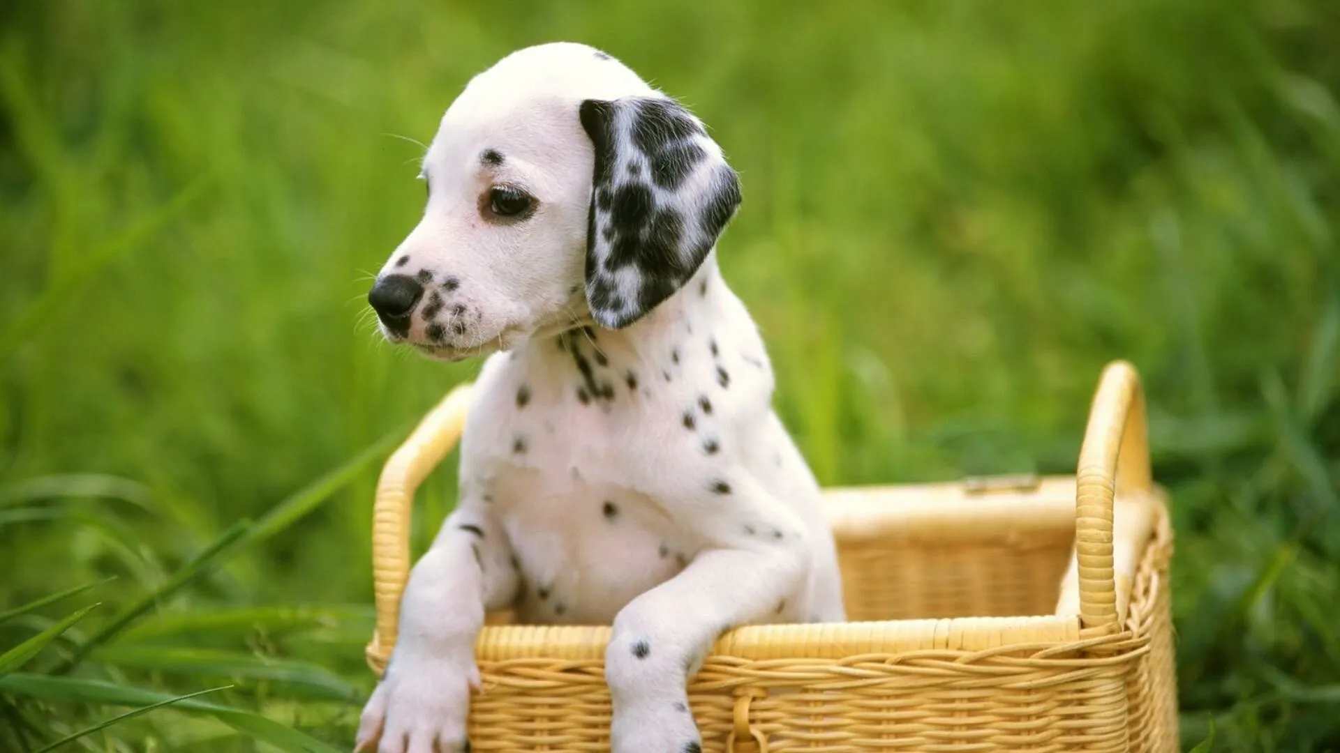 Dalmatian Puppy Sitting in a Basket Outside on Grass Image