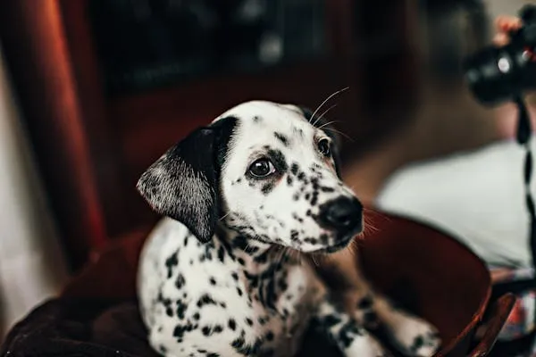 Dalmatian Puppy Sitting in a Cozy Home Setting Wallpaper