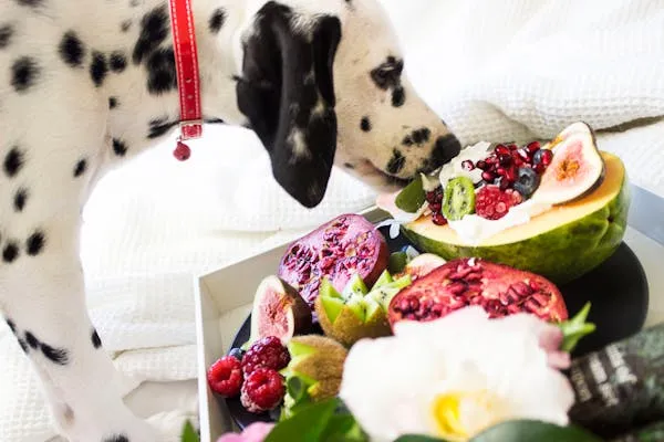Dalmatian Puppy Sniffing a Fruit Platter Free Wallpaper