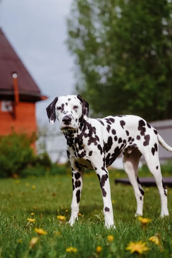 Dalmatian Puppy Standing on Green Grass Near a House