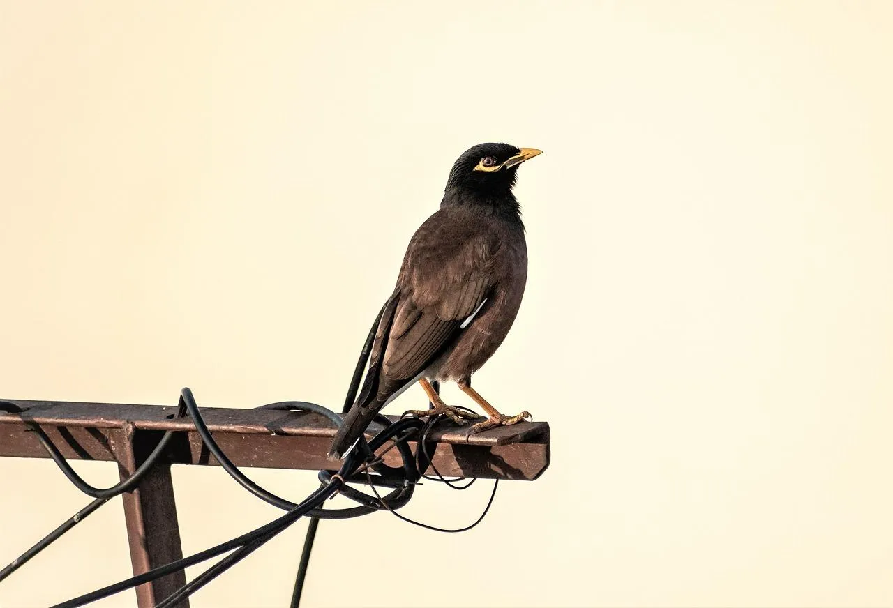 Dark Feathered Bird Perched on Electrical Wire Wallpaper