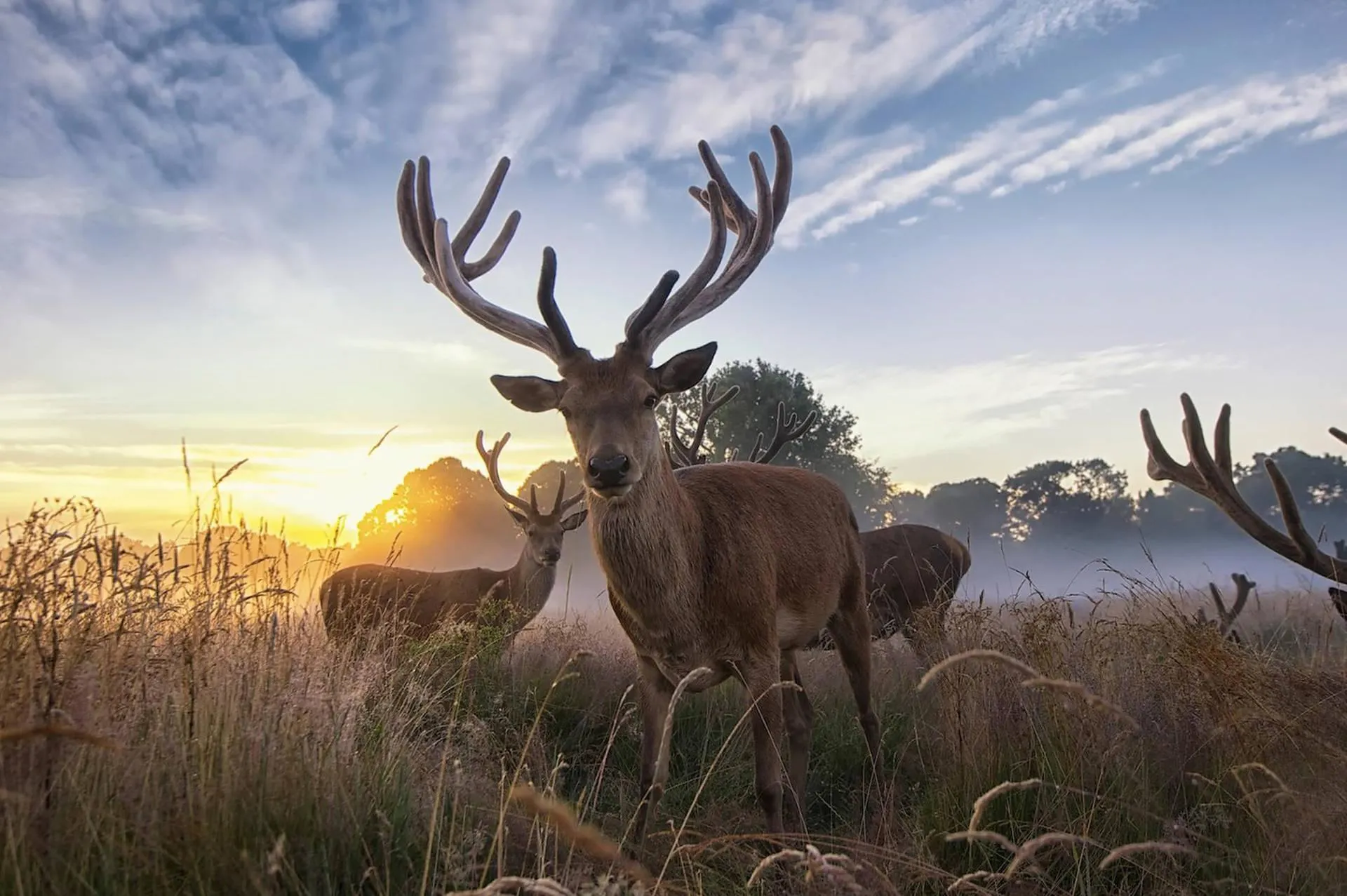Deer Looking Over Shoulder in Sunny Meadow Wallpaper