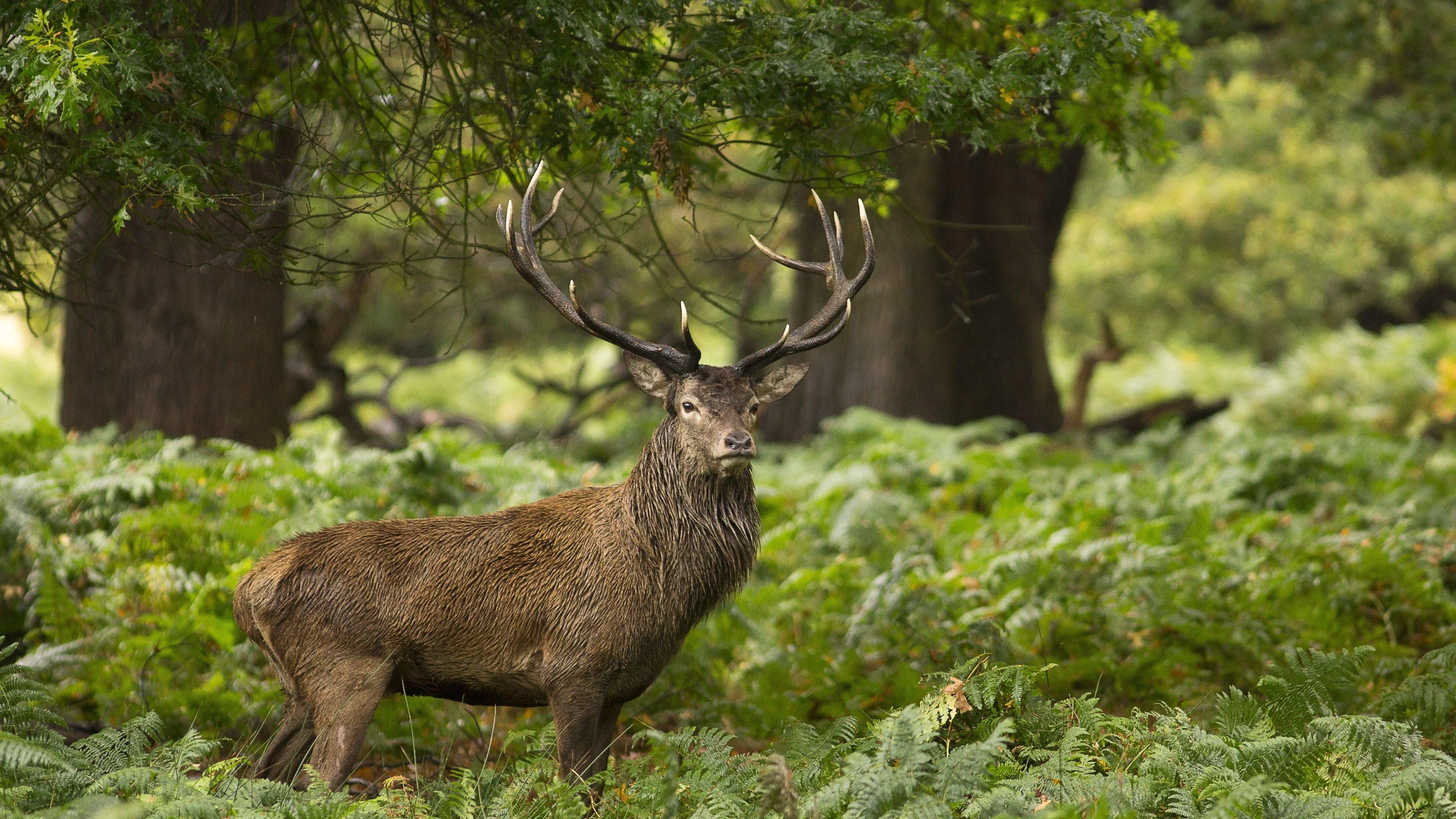 Deer Resting Quietly in the Dense Forest Wallpaper