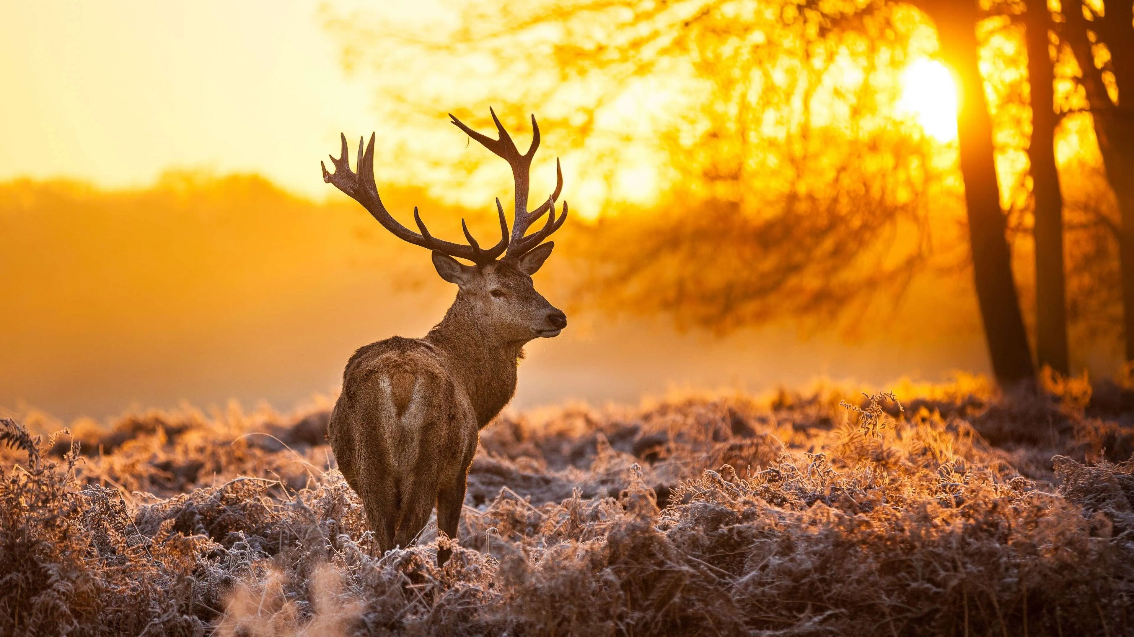 Deer Silhouette at Golden Hour in Peaceful Landscape