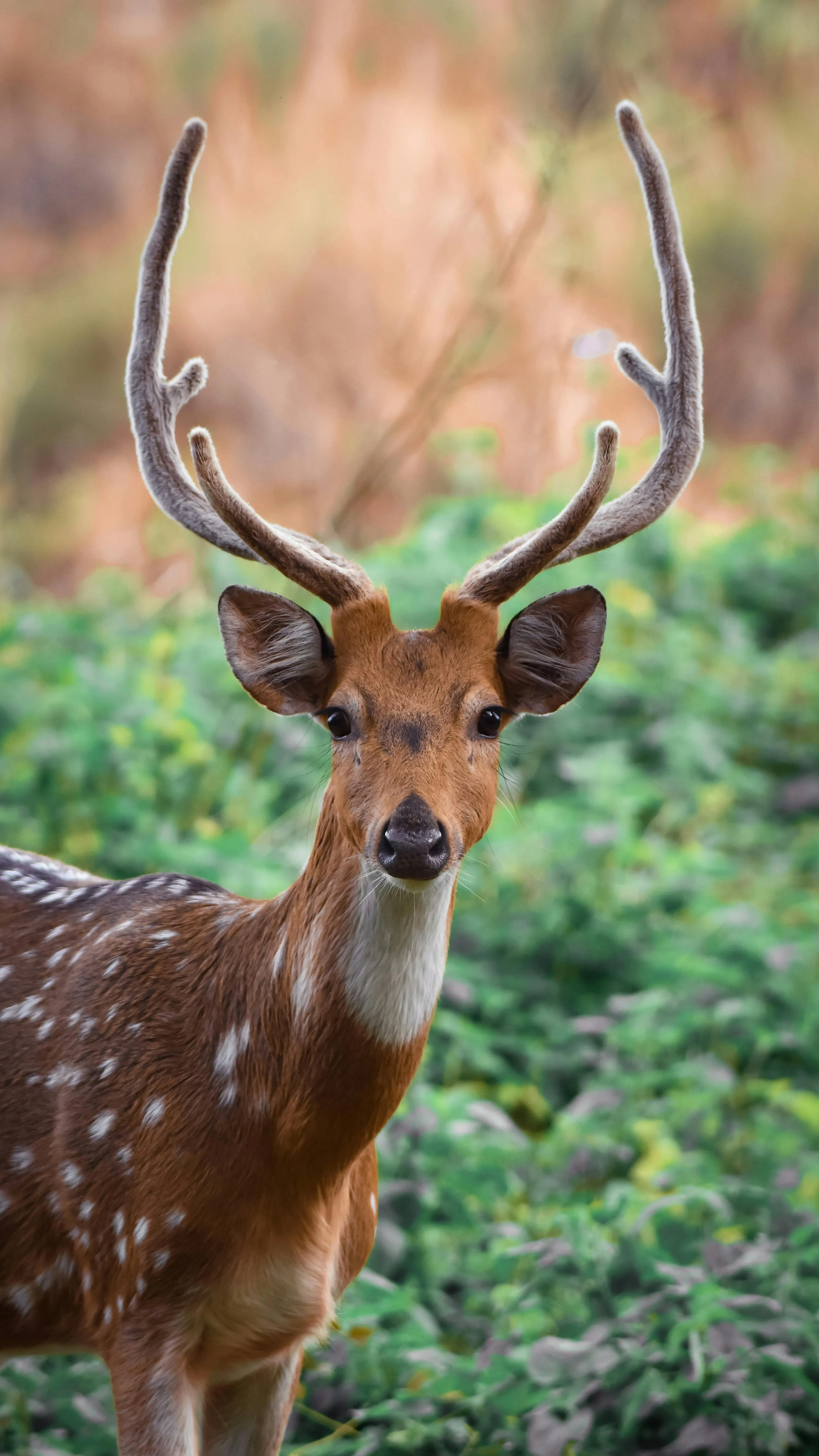 Deer Standing Alert in Woodland Surrounded by Trees