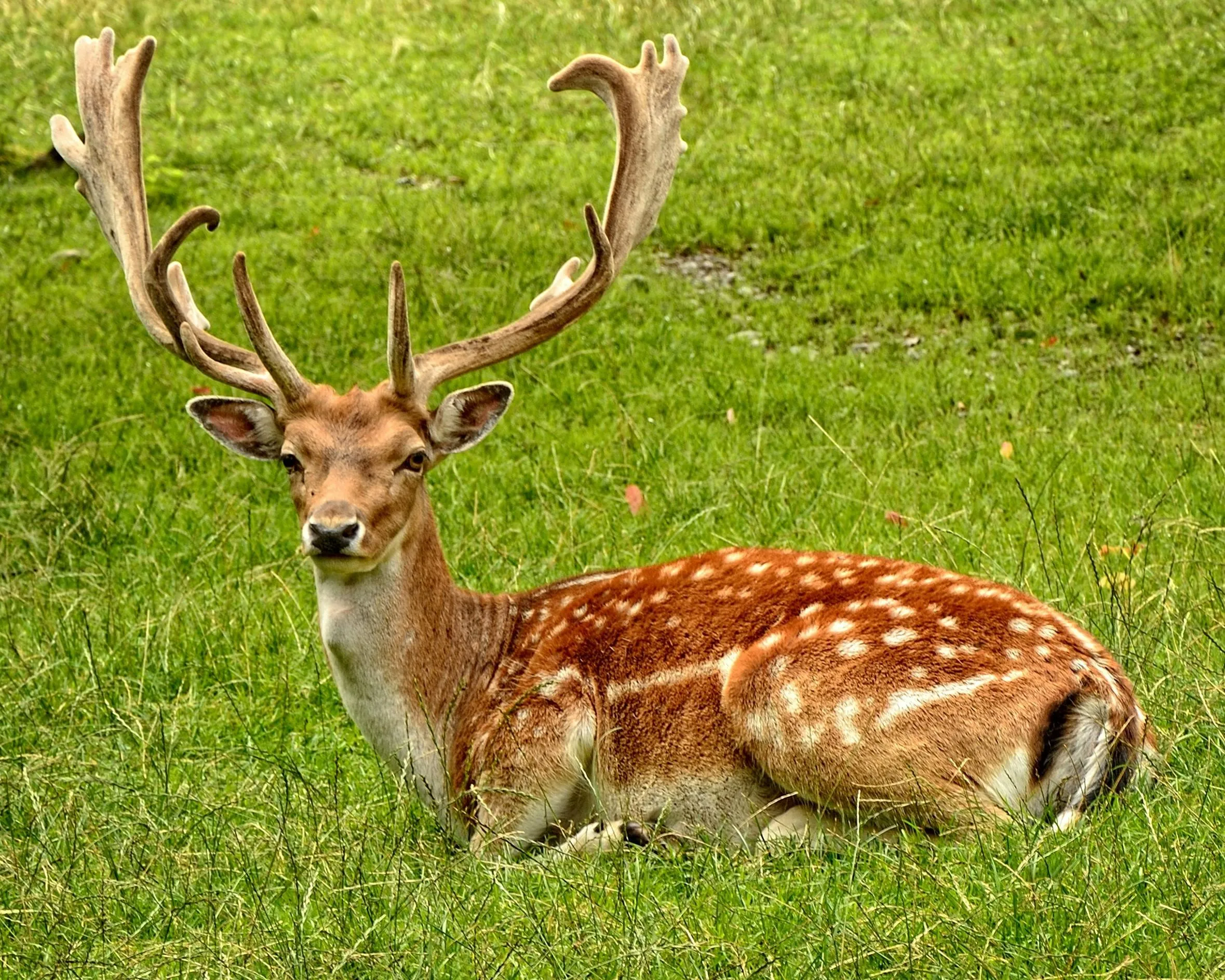 Deer Standing Gracefully on Vibrant Green Grass Wallpaper