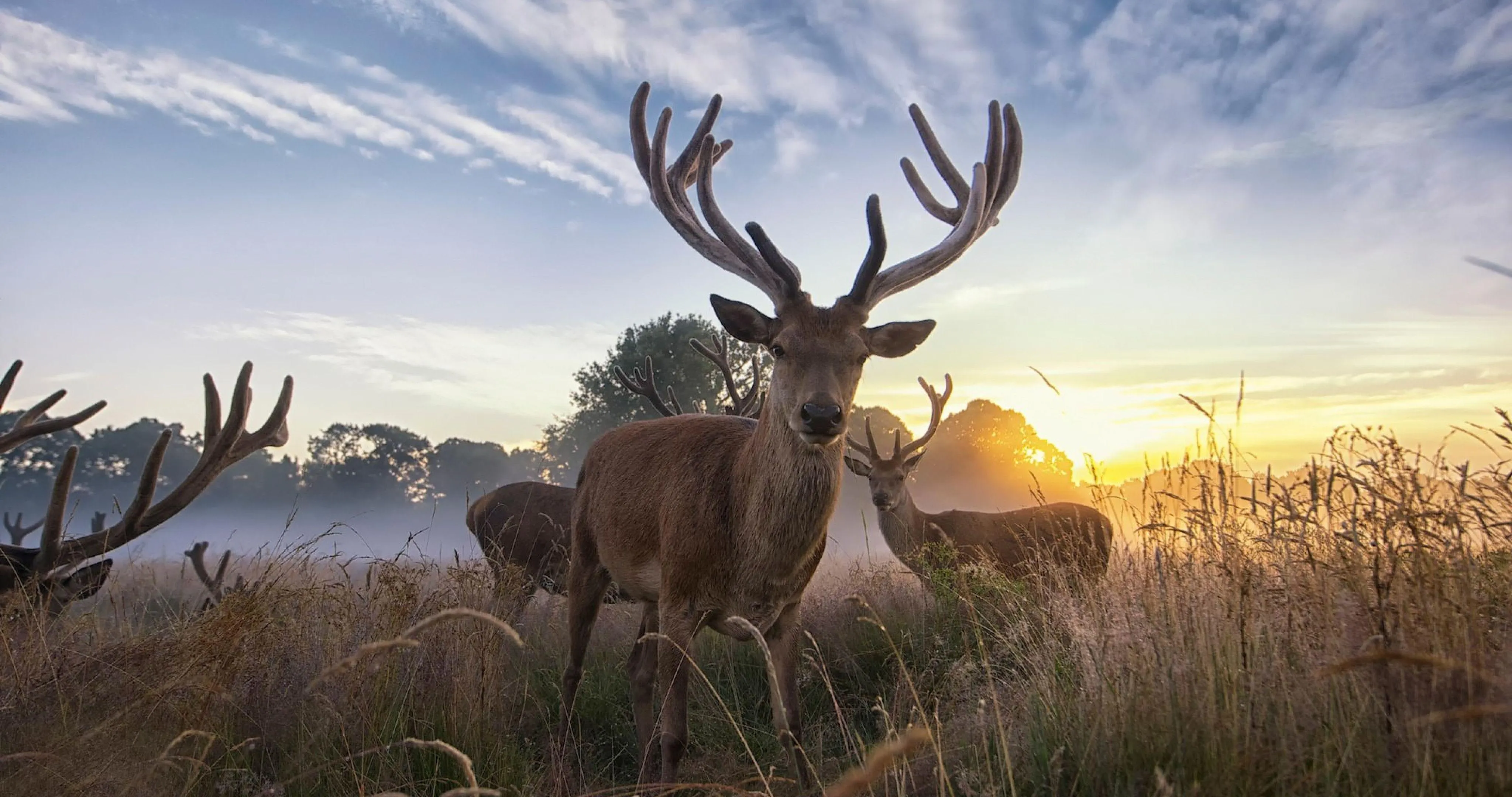 Deer Standing in Forest at Twilight Time Wallpaper