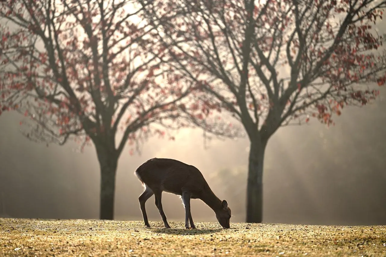 Deer Standing Under Tree with Bare Branches in Mist