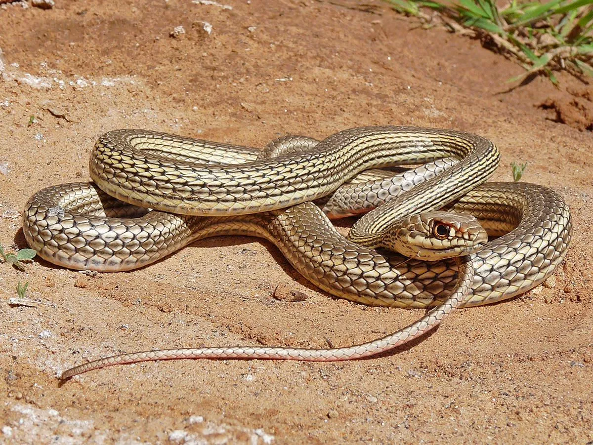 Desert Snake Curled on Sandy Ground in Bright Sunlight