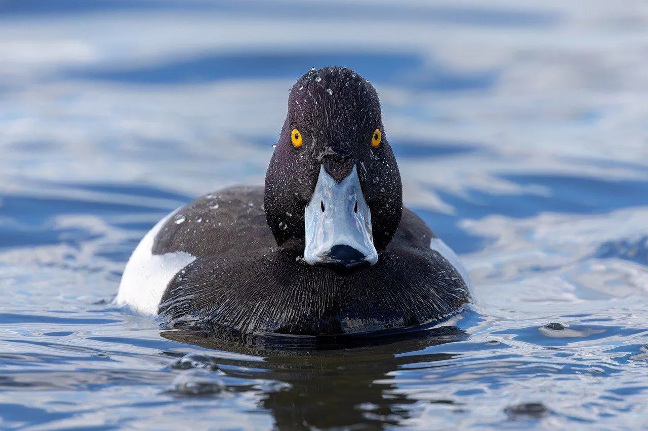 Diving Tufted Duck Swimming Calmly on Blue Water Wallpaper