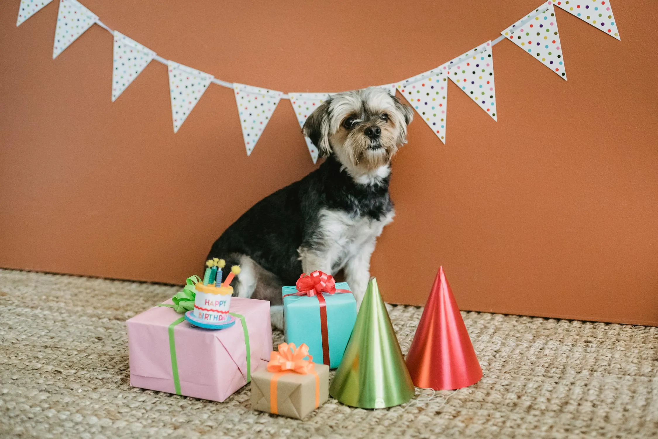 Dog Celebrating Birthday with Gifts and Party Hats Hd Image