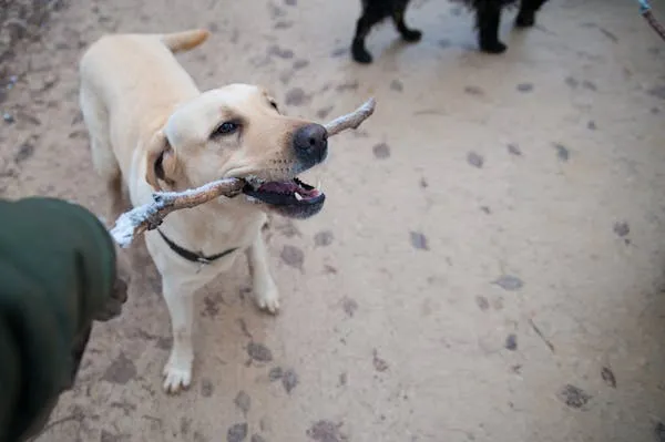 Dog Chews a Stick While Playing Outside with Owner Image