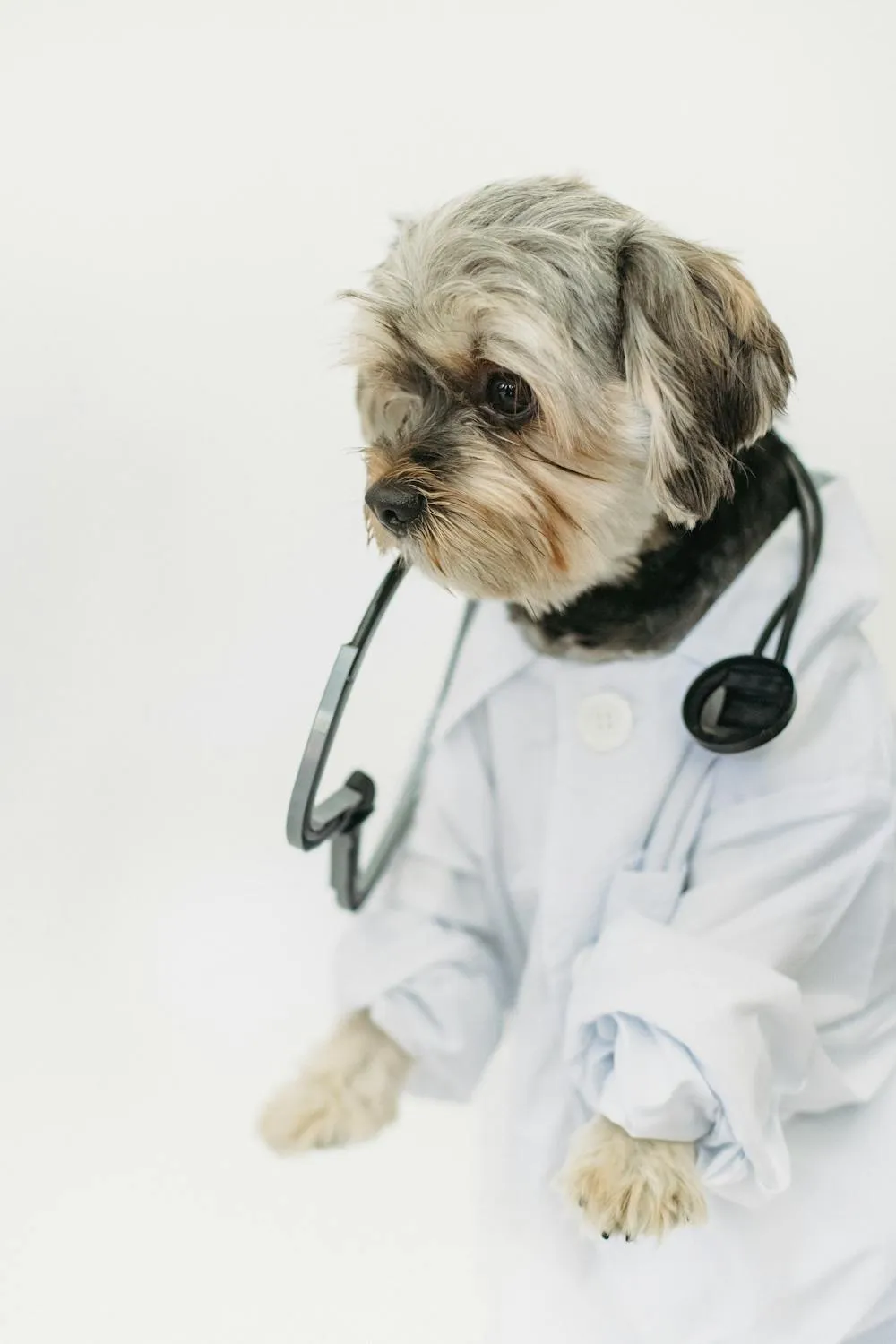 Dog Dressed As Doctor with Stethoscope in a White Coat