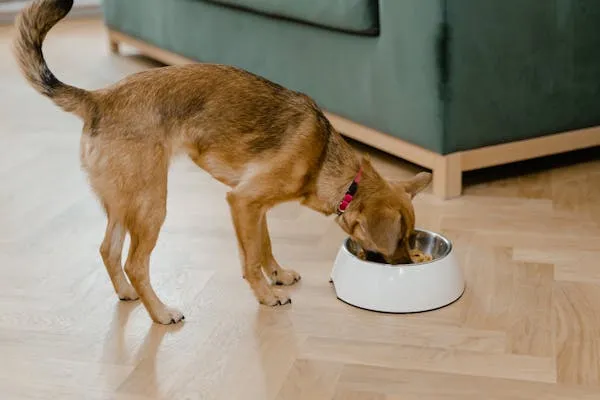 Dog Eating From a White Bowl on a Wooden Floor Wallpaper