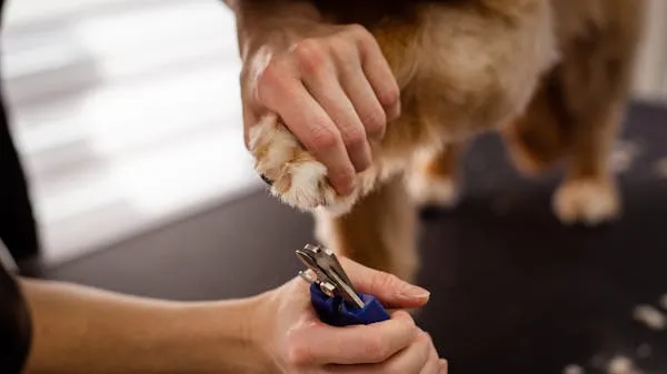 Dog Getting Nail Cutting Care at a Grooming Salon Image