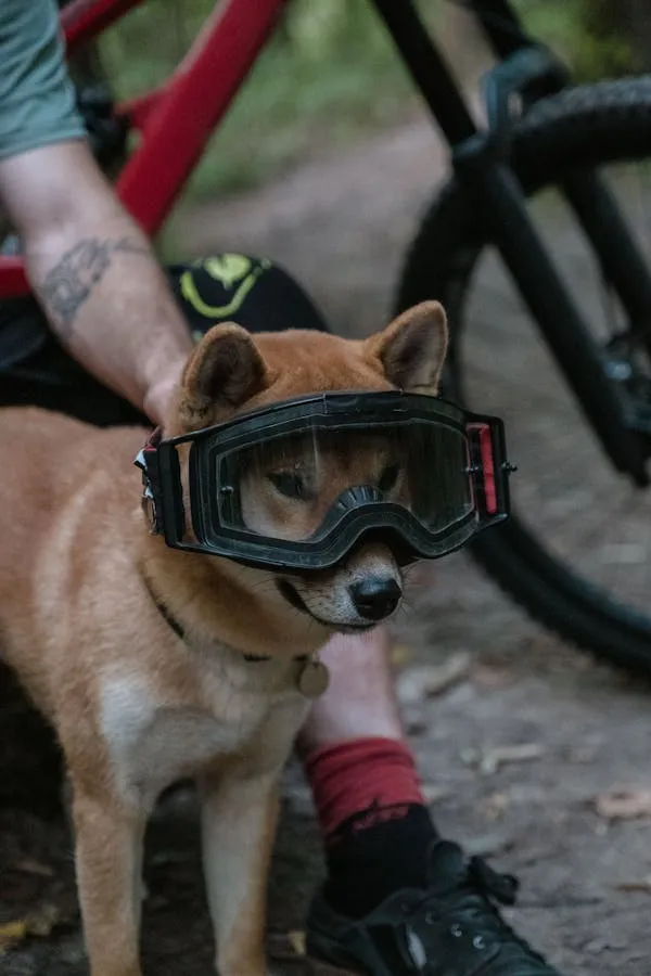 Dog in Goggles Standing Near To His Owner and Mountain Bike