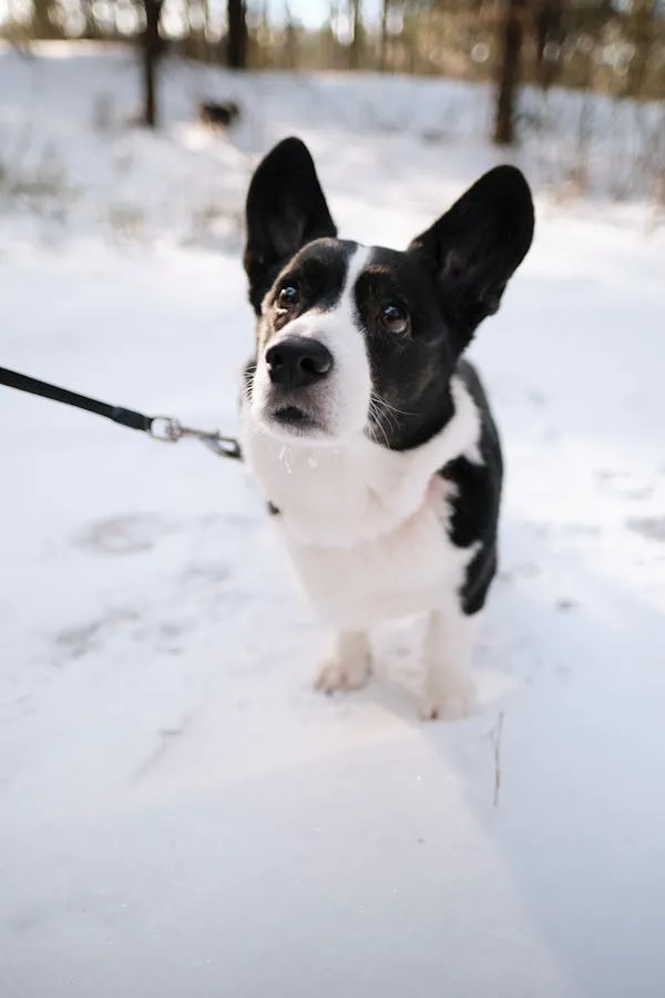 Dog in Snow Looking Curiously at the Camera Wallpaper