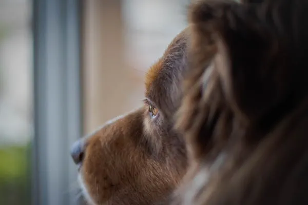 Dog Looking Through Glass with Curious Expression Image