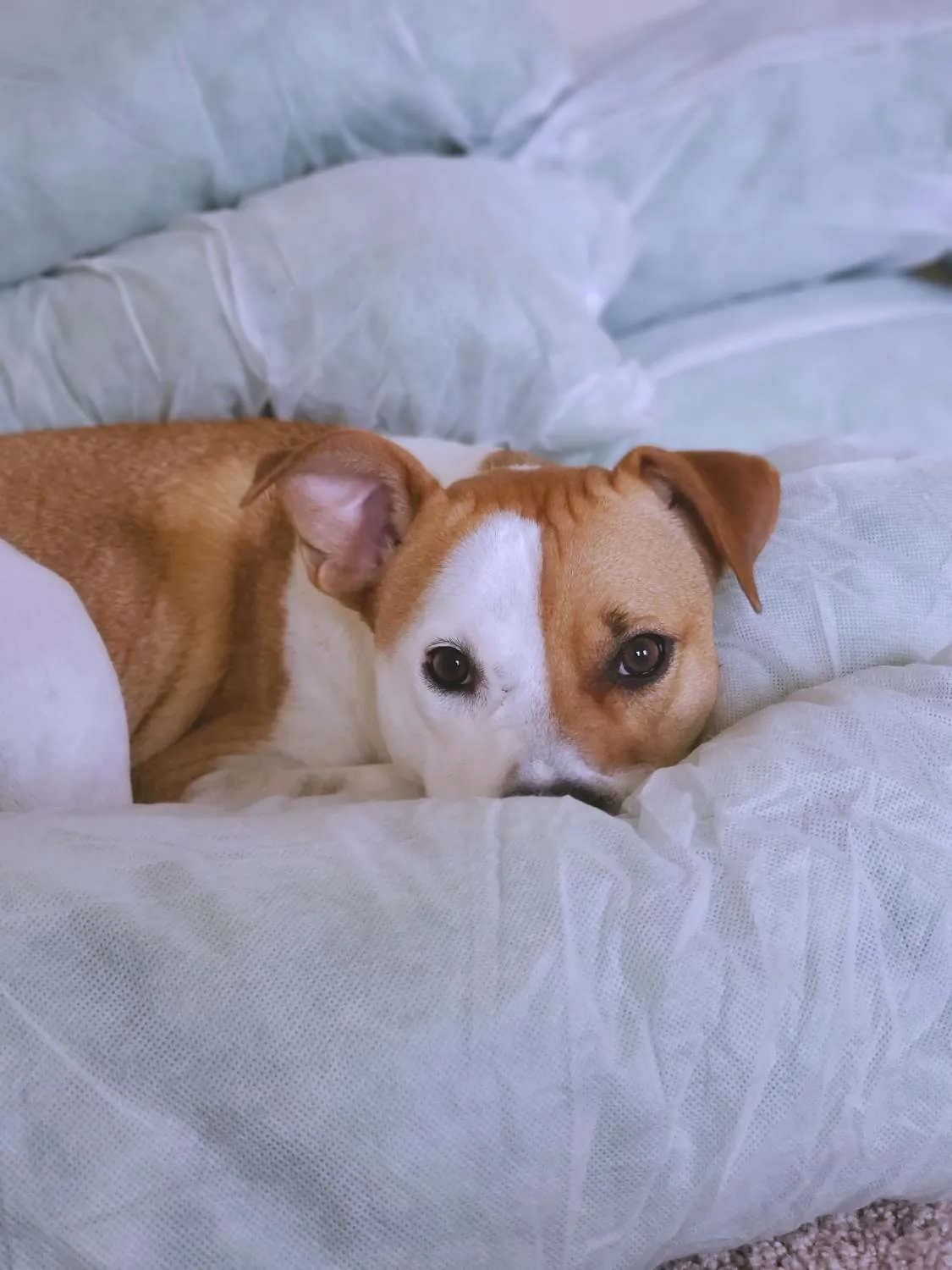 Dog Lying on Bed with White Sheets Looking at the Camera