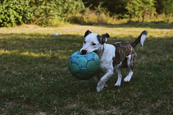 Dog Playing Happily with the Blue Ball Free Wallpaper