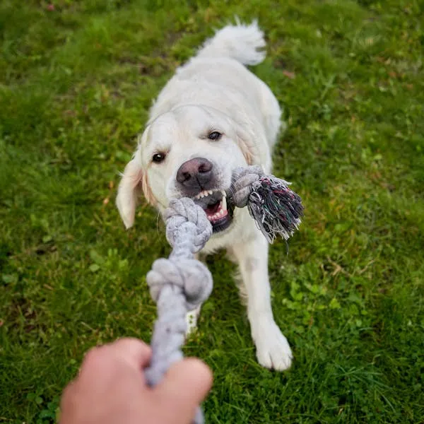 Dog Playing Tug Of War with a Rope Toy on Outside Wallpaper