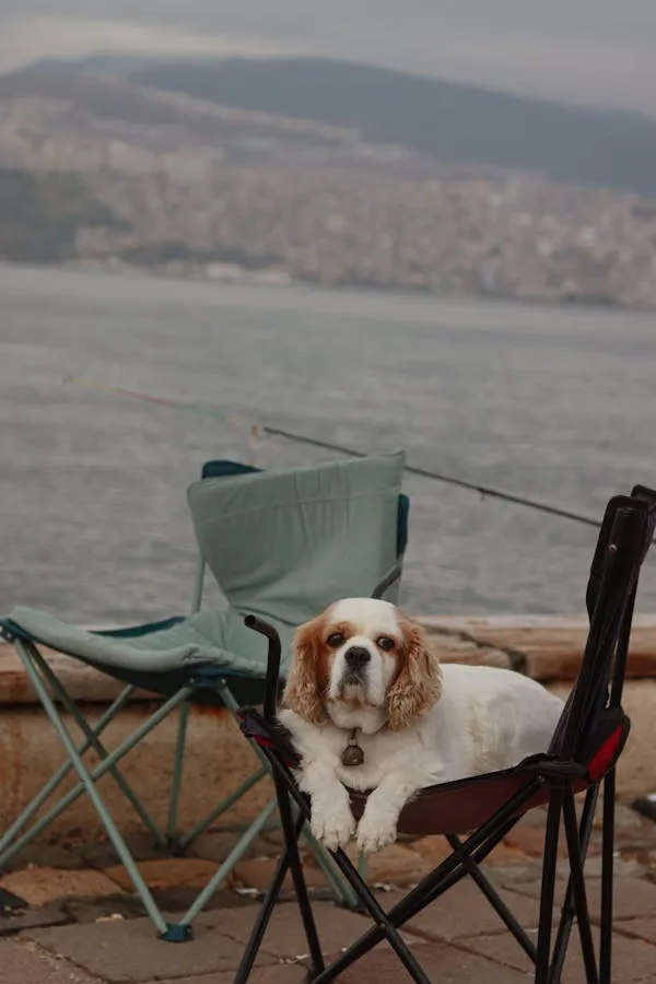 Dog Resting on Chair Beside a Lake with Fishing Rods Hd