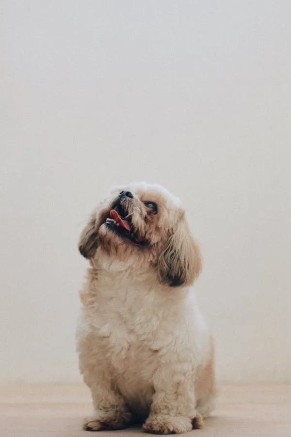 Dog Sitting Happily on the Floor Looking Up with a Smile