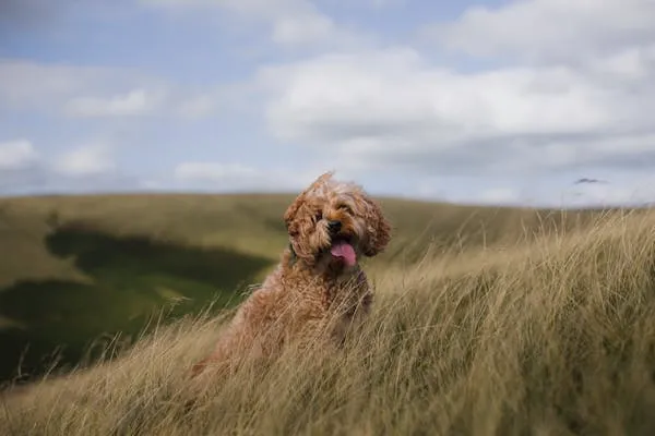 Dog Sitting in Tall Grass on a Bright Sunny Day Free Image