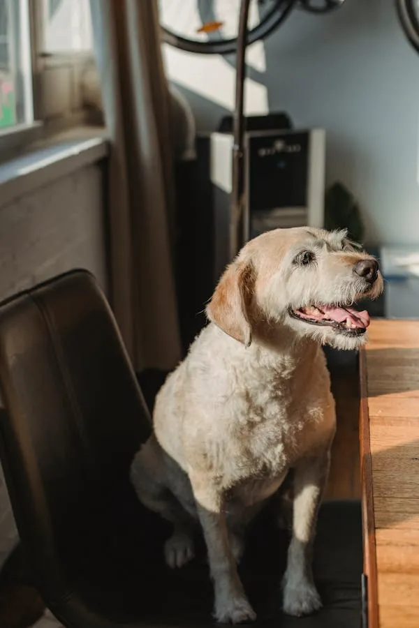 Dog Sitting on Chair By the Table in Warm Home Sunlight
