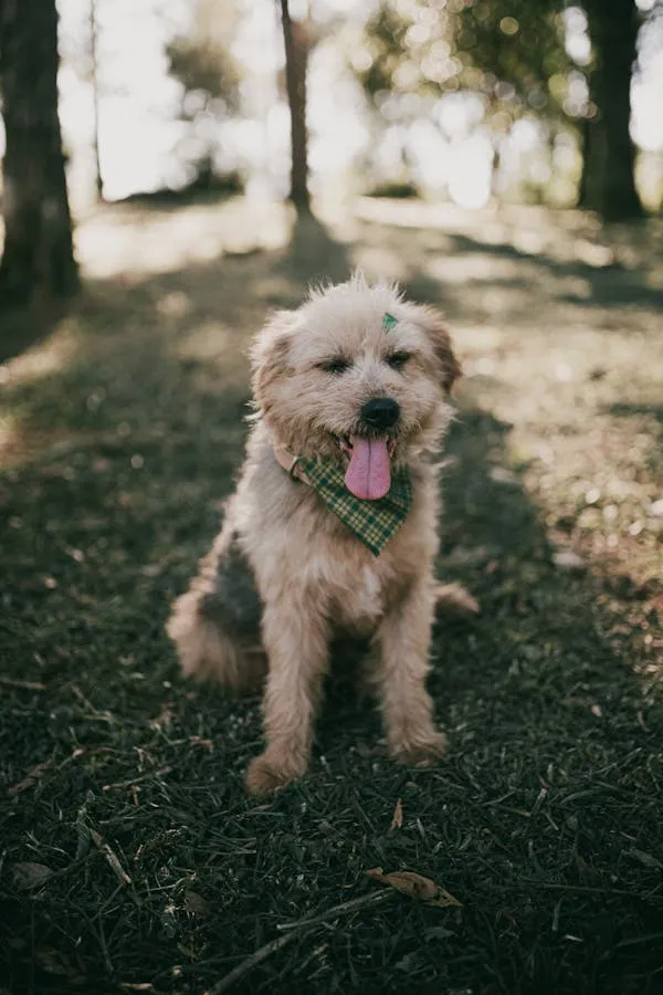 Dog Sitting on Grass with a Green Checkered Scarf Wallpaper