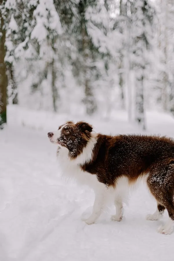 Dog Standing in Snow with Snowy Trees in Background Hd Image