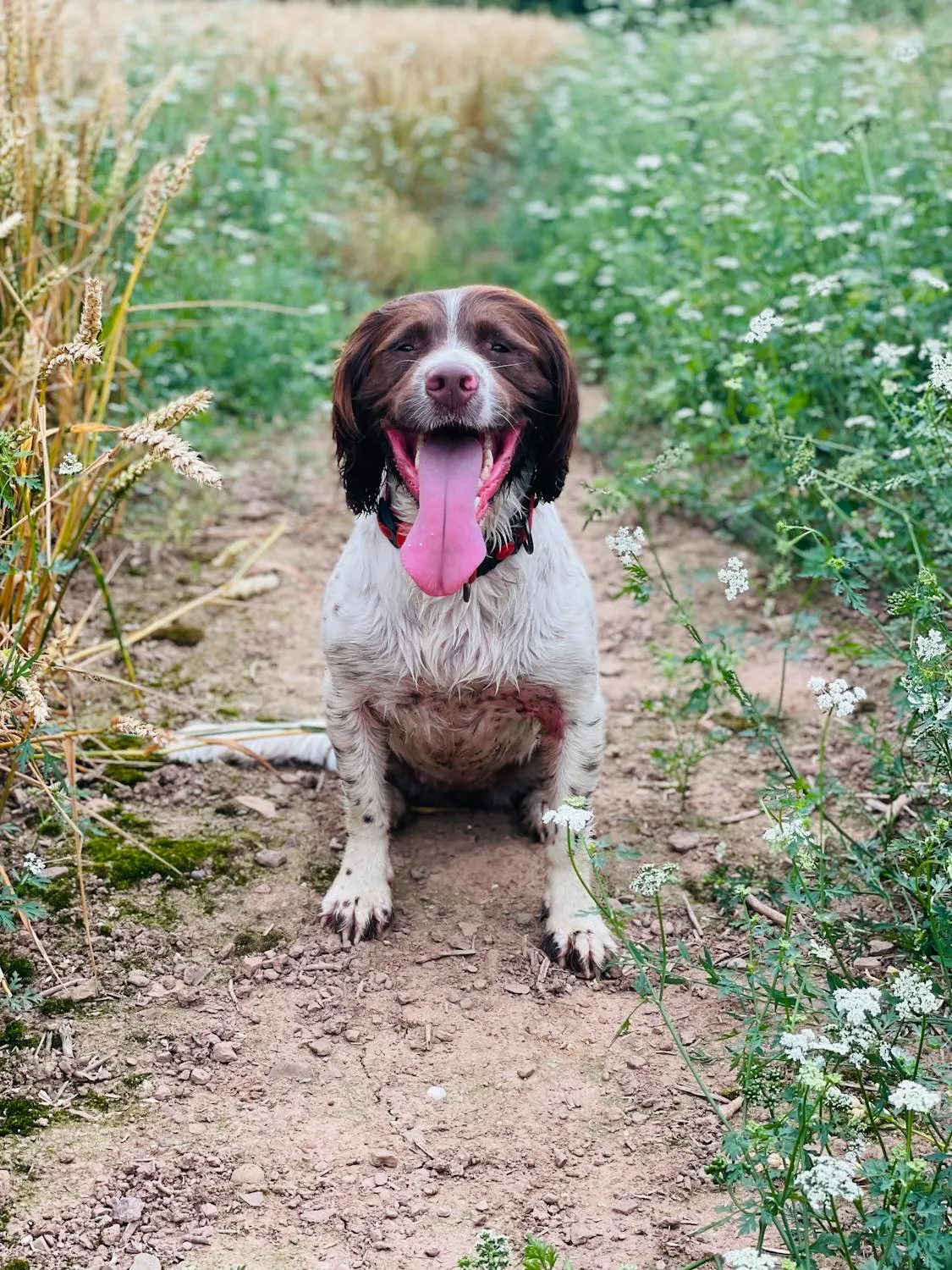 Dog Standing on Dirt Path Surrounded By Green Plants Image