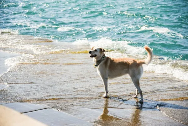 Dog Standing on Wet Beach with Ocean Waves on Sunny Day