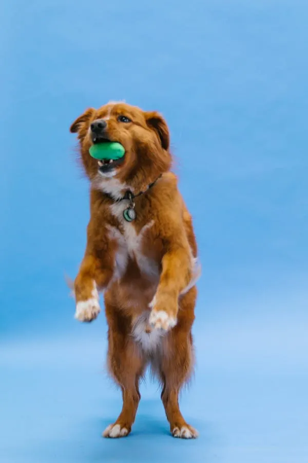 Dog Stands Upright with Green Ball in Blue Backdrop Hd