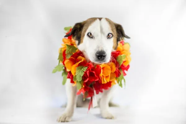 Dog Wearing a Colourful Flower Wreath Posing Wallpaper